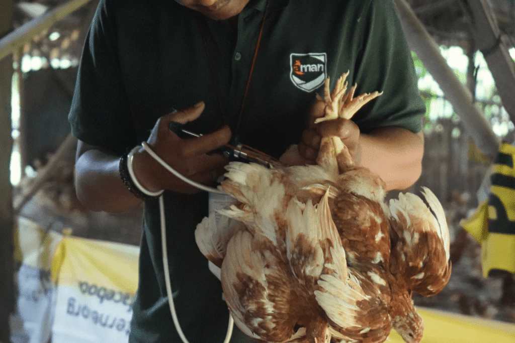 Vaksinasi Ayam Pullet PT AMAN
