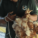 Vaksinasi Ayam Pullet PT AMAN