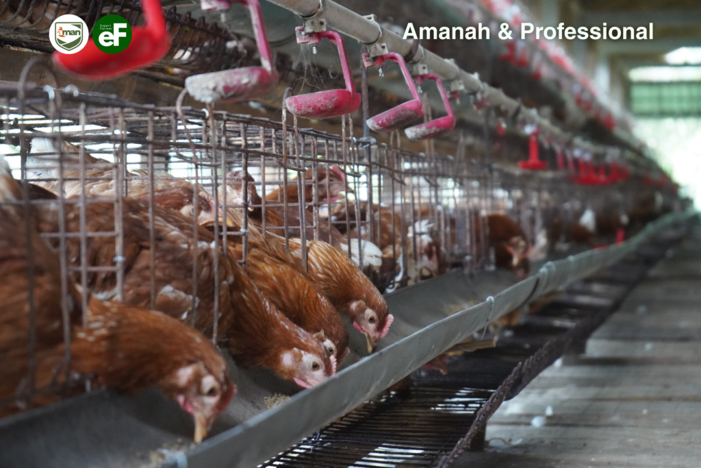 Faktor-Faktor yang Membuat Ayam Layer Tidak Mau Bertelur