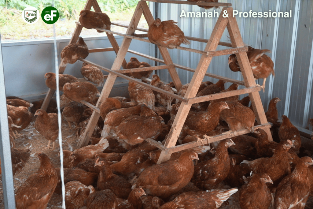 Cegah Ayam Pullet dari Perundungan | Pecking Order