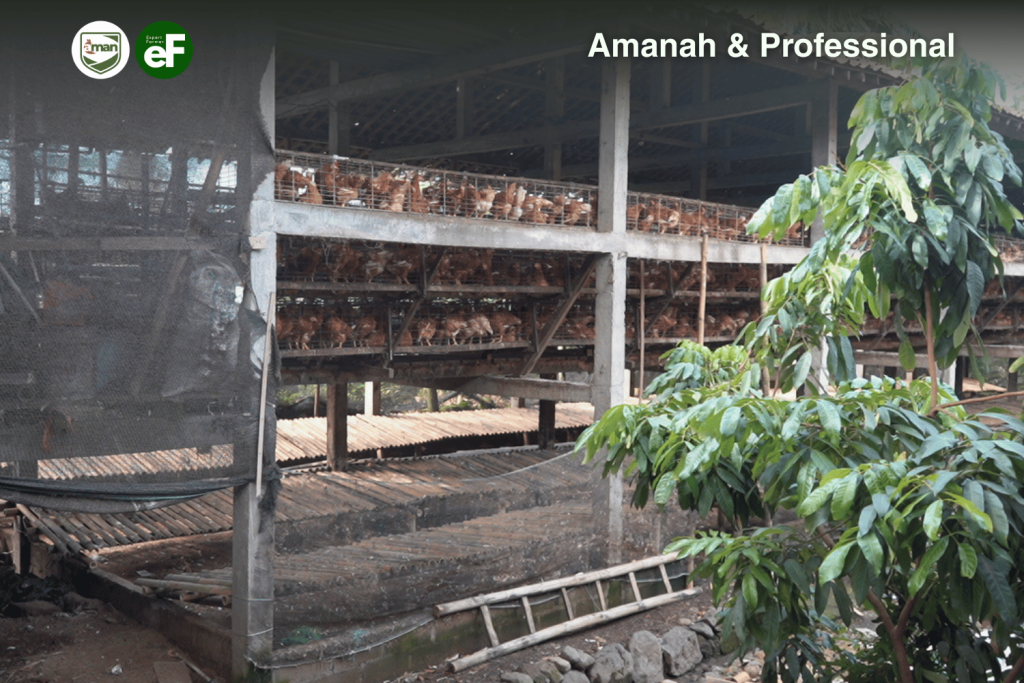 Kohe Ayam Pullet