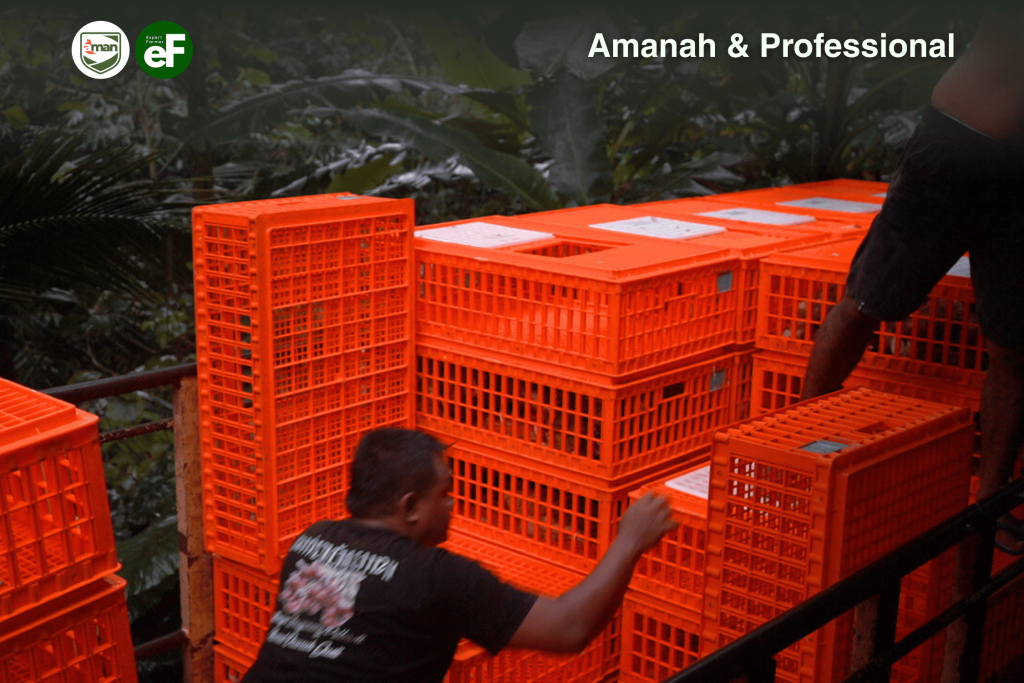 4 Strategi Memindahkan Ayam Petelur untuk Meminimalkan Stres