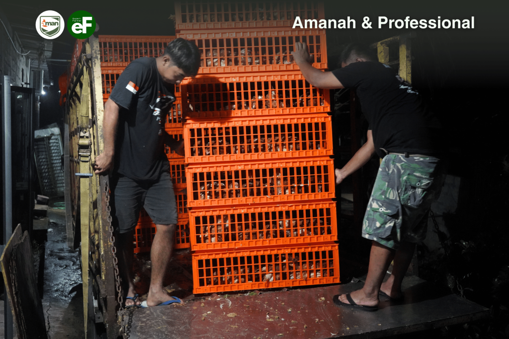 Peletakan Ayam Pullet