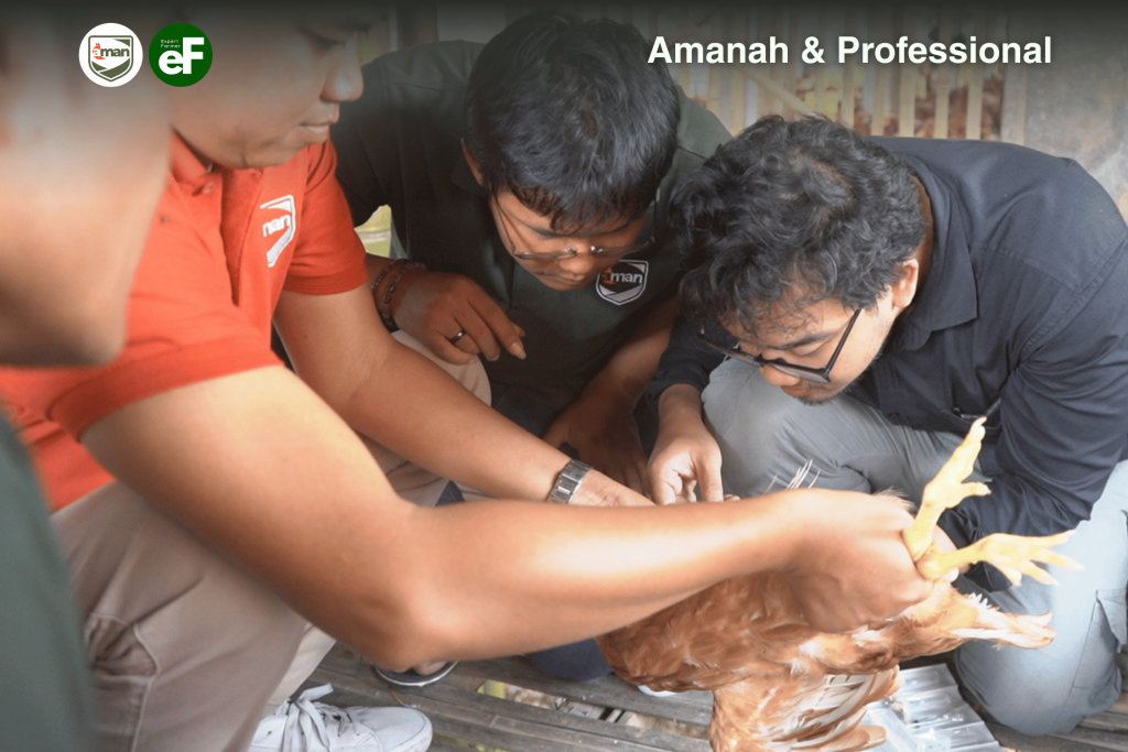 Perawatan Ayam Pullet