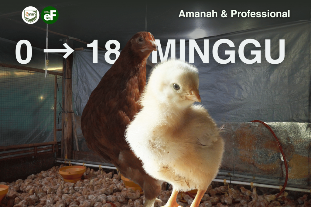 Fase Fase Ayam Petelur dari DOC hingga Afkir