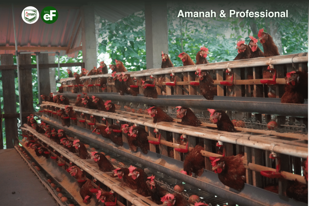 Apa itu Ayam Pullet dan Keunggulan Memeliharanya