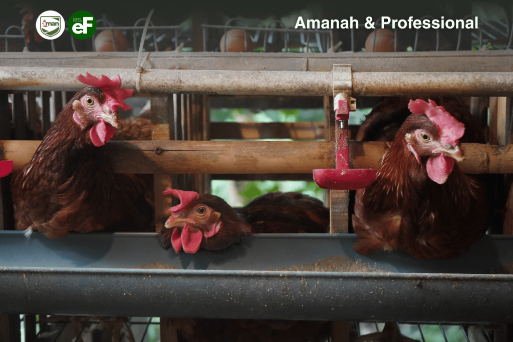 Waktu Ayam Pullet Siap Bertelur dan Tanda Tandanya