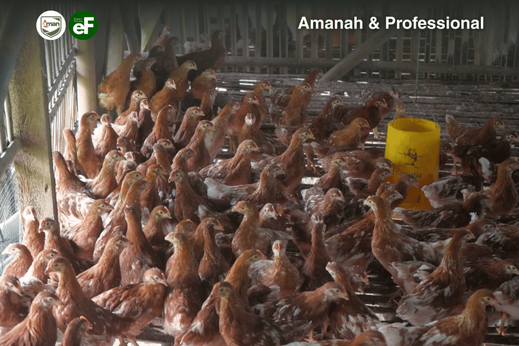 Faktor Faktor yang Memengaruhi Keseragaman Ayam Pullet