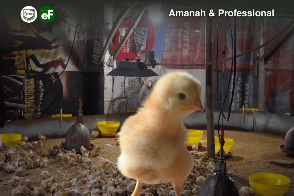 Kendala yang Biasa Terjadi Saat Memelihara Ayam Pullet