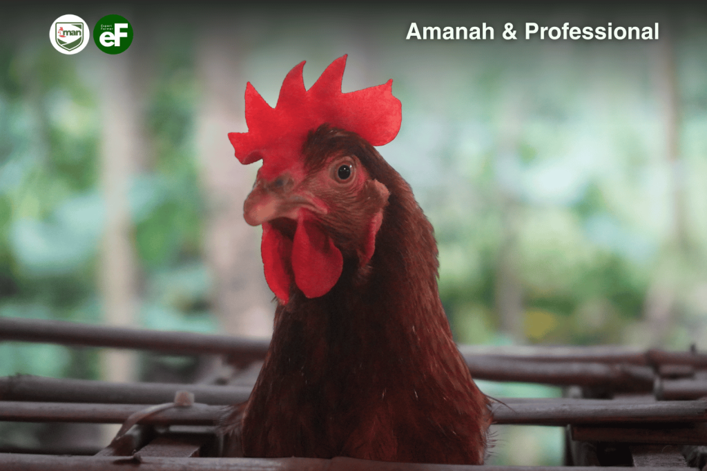 Ciri Ciri Fisik Ayam Pullet yang Berkualitas