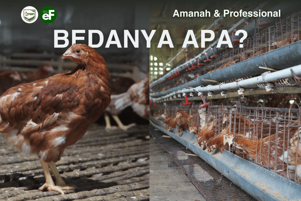 Perbedaan Antara Ayam Pullet dan Ayam Layer