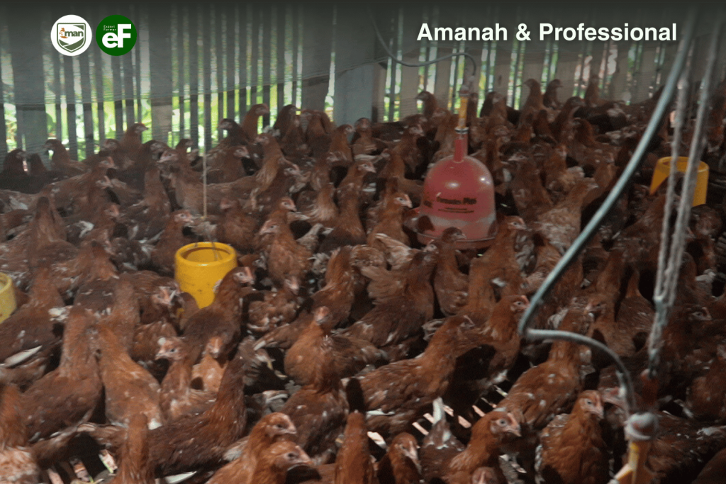 Faktor yang Perlu Diperhatikan Dalam Memilih Ayam Pullet