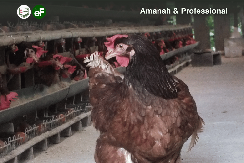 Macam Macam Strain atau Jenis pada Ayam Layer