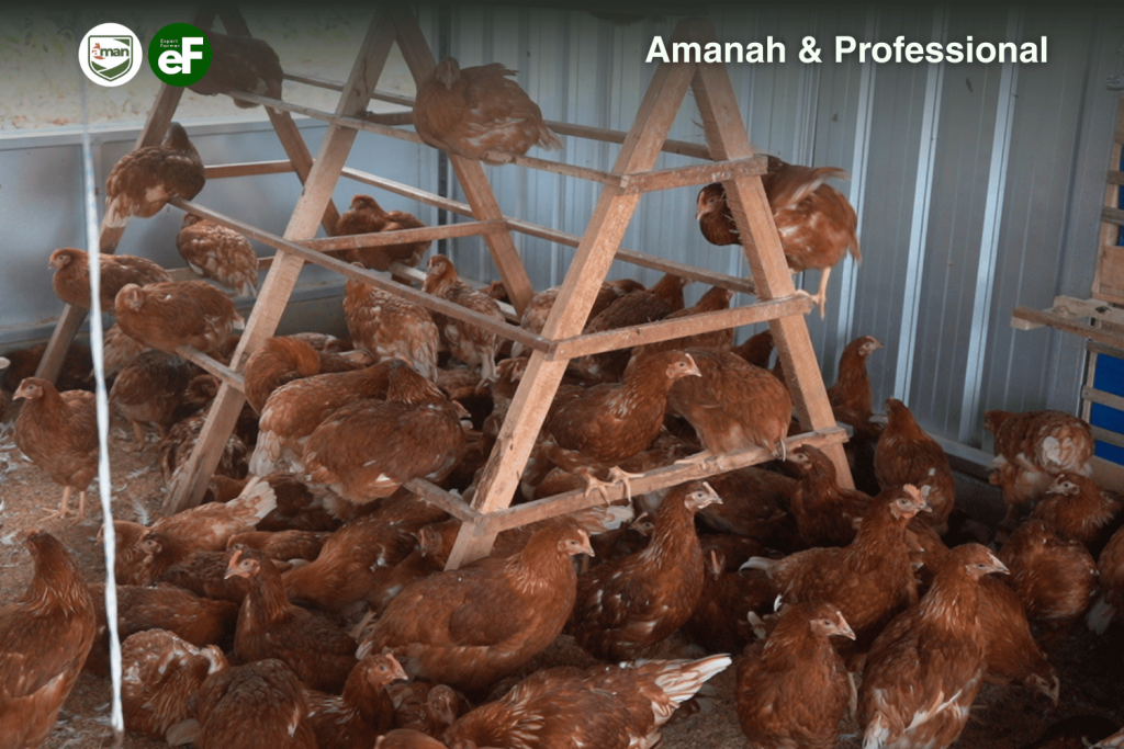 Umur Terbaik Memindahkan Ayam Pullet ke Peternakan