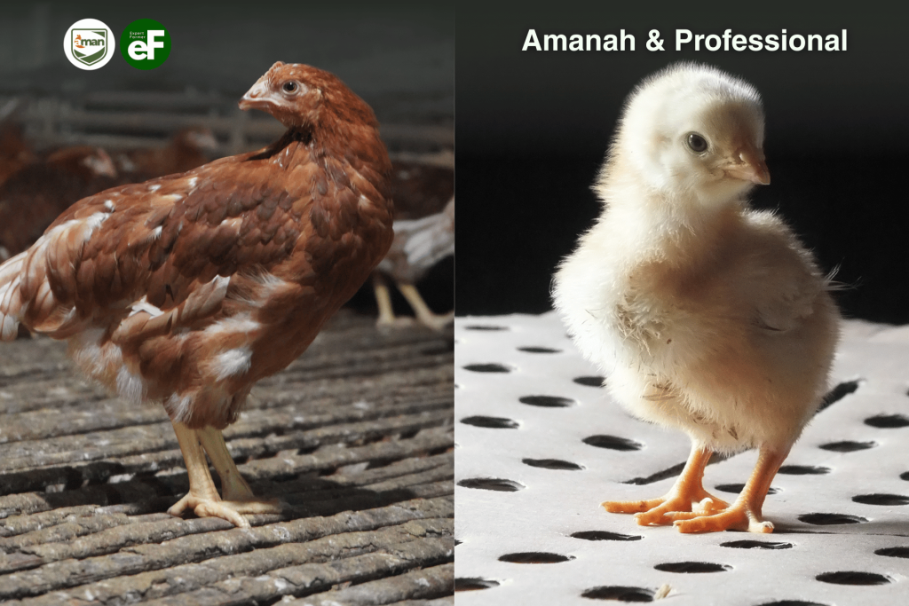 Keuntungan Membeli Ayam Pullet Daripada DOC