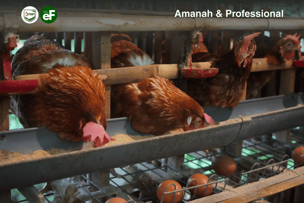 Bedah Modal dan Keuntungan Ternak 8 Ayam Petelur