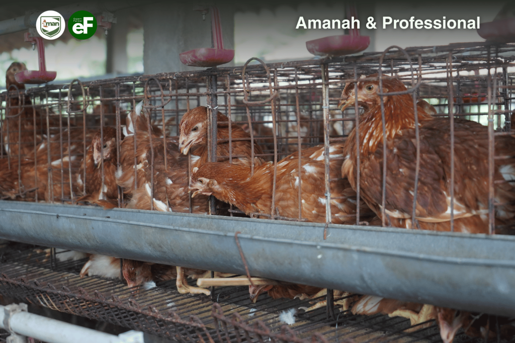 Kenaikan Harga Telur dan Daging Ayam Menjelang Lebaran