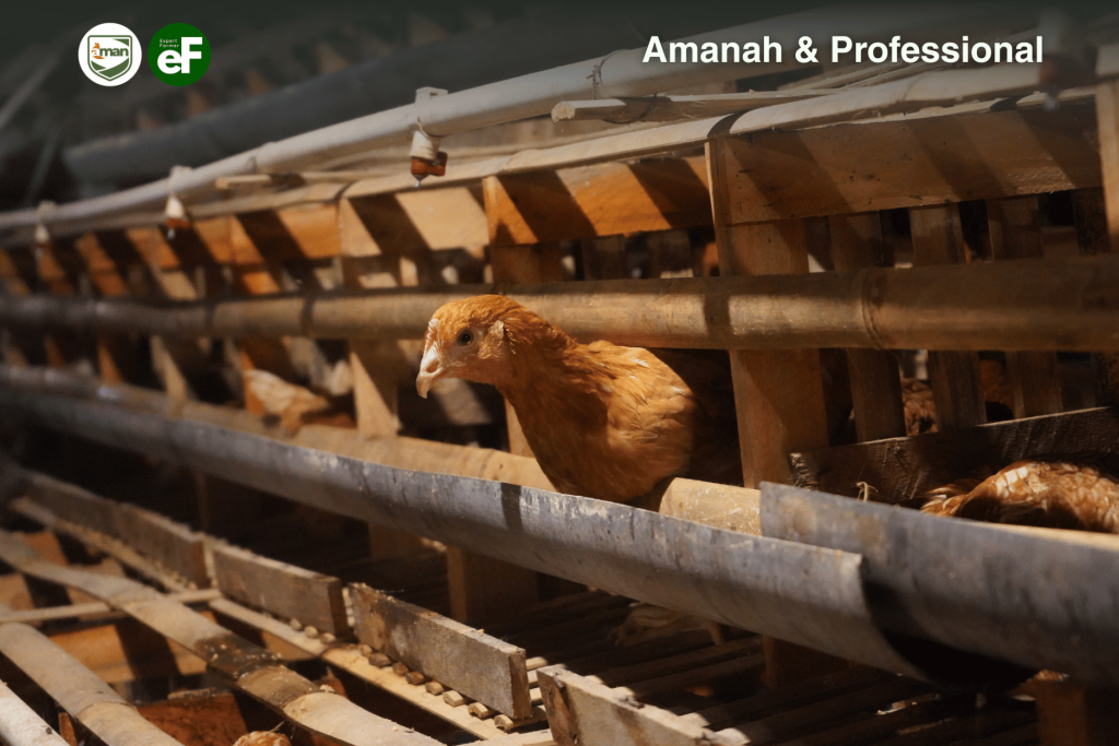 Mengenal Bahaya Virus AMPV pada Ayam Pullet