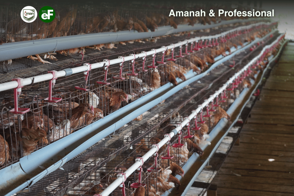 Top 5 Strain Ayam Petelur Unggulan di Indo