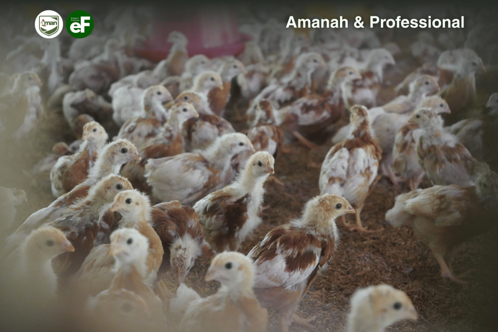 Ketahui 3 Masa Kritis pada Ayam Petelur ini