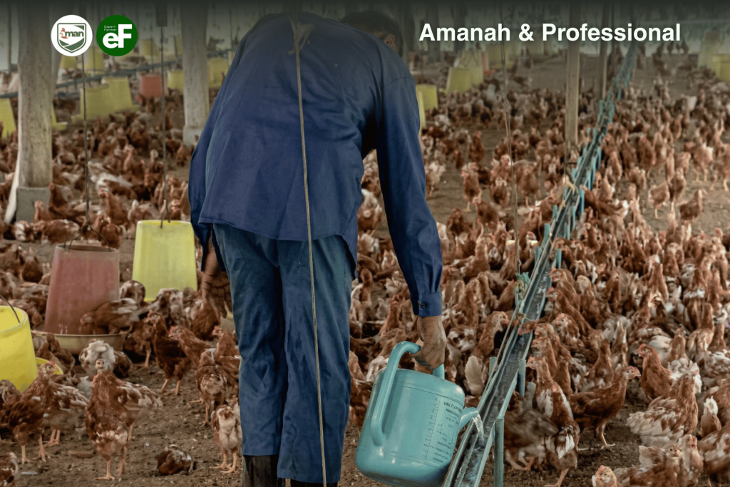 Jenis Jenis dan Contoh Vaksinasi pada Ayam Pullet
