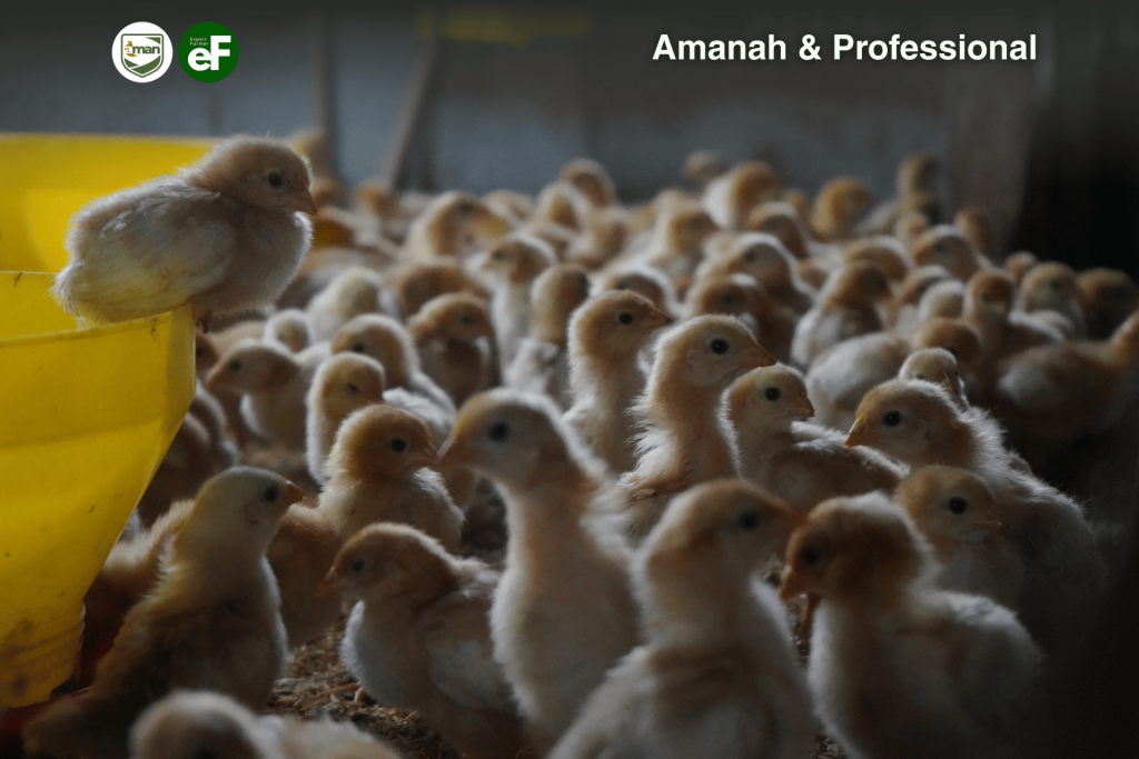 Hal yang Perlu Dilakukan Dalam Periode Brooding