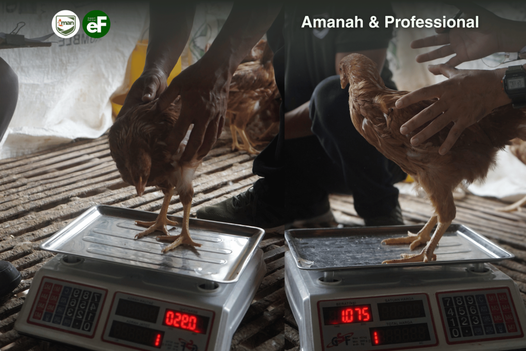 Cara Menghitung Keseragaman pada Ayam Pullet