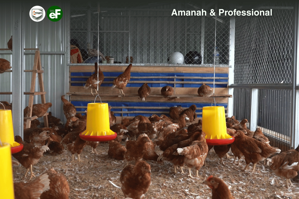 3 Strain Ayam Pullet Paling Terkenal di Indonesia