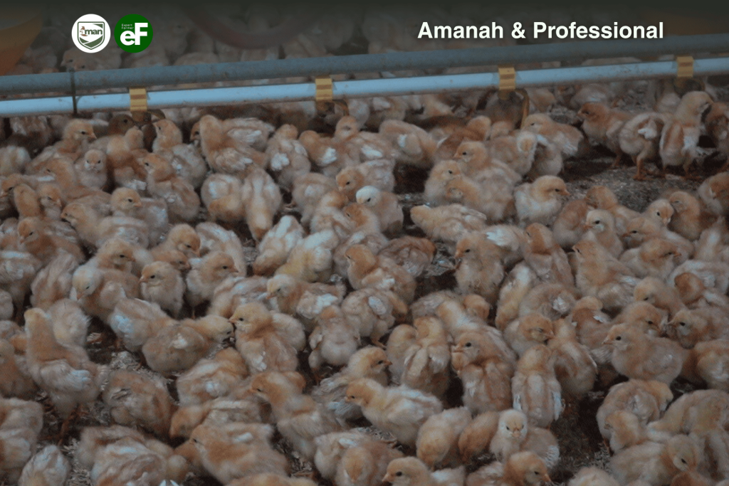 Apakah Vaksin AMPV pada Ayam Pullet Dapat Bertahan Lama