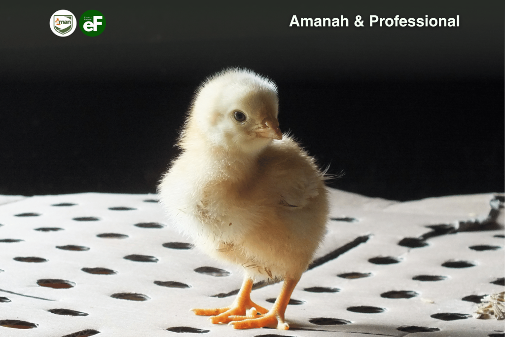 Subtipe yang ada di Virus AMPV pada Ayam Pullet