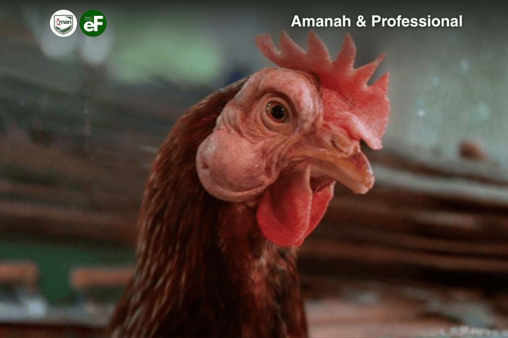 Penyebab yang Dapat Ditimbulkan Virus AMPV Pada Ayam Pullet