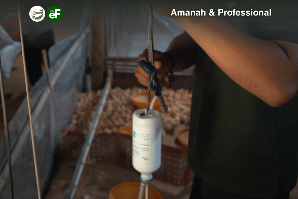 5 Vaksinasi yang Wajib Dilakukan pada Ayam Pullet