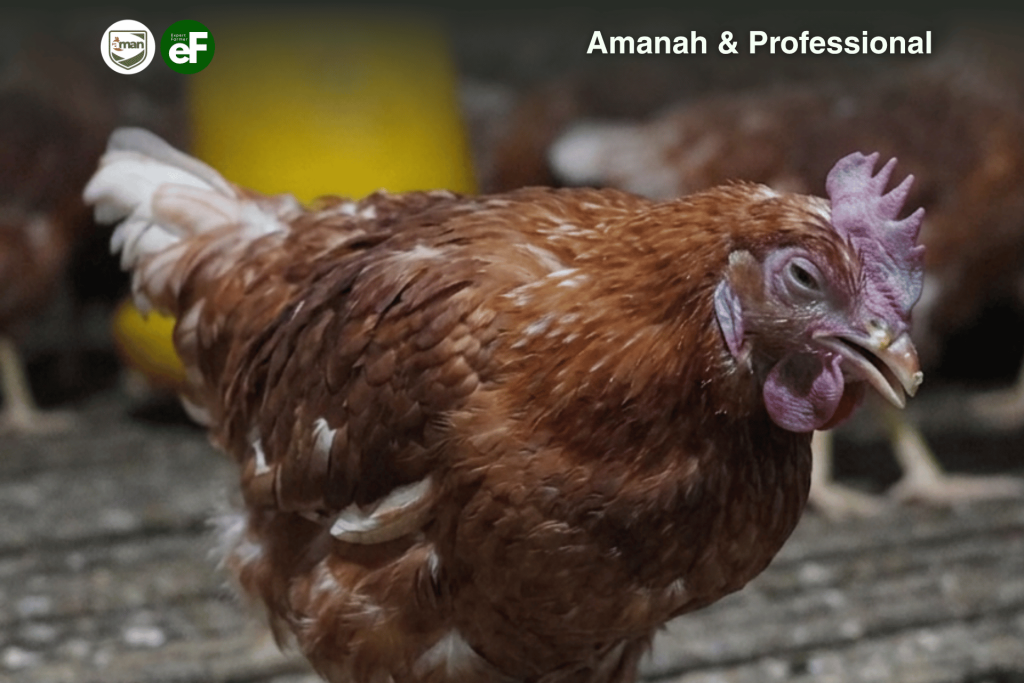 Virus Avian Influenza dan Bahayanya bagi Ayam Pullet