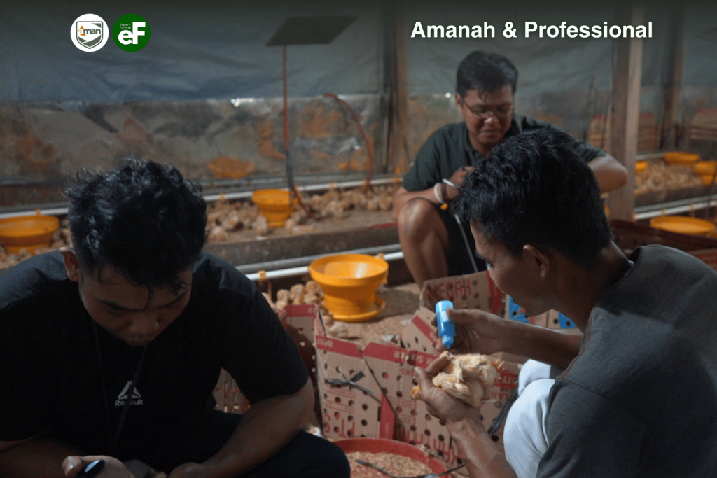 Ayam Petelur Lemas? Hati Hati Ayam Terkena Virus Gumboro