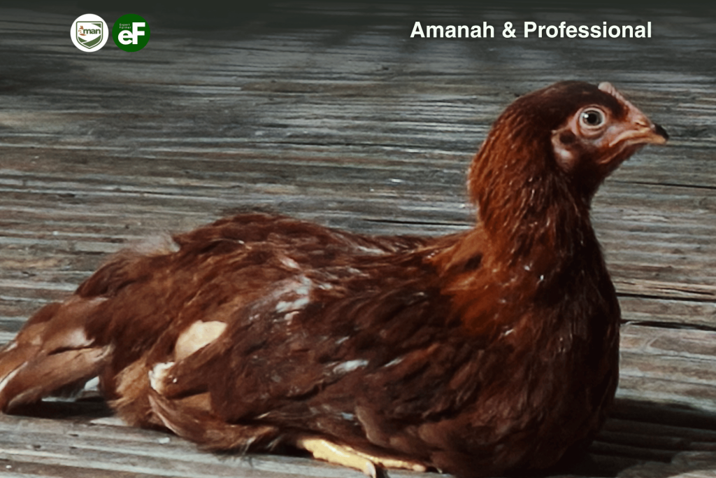 Ketahui Virus ILT pada Ayam Petelur dan Bahayanya
