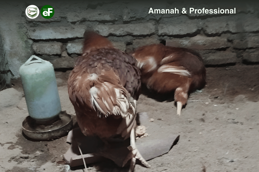 Alasan Ayam Menjadi Lumpuh atau Ga Bisa Jalan