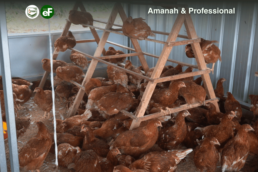 Pengertian dan Keuntungan Memelihara Ayam Pullet