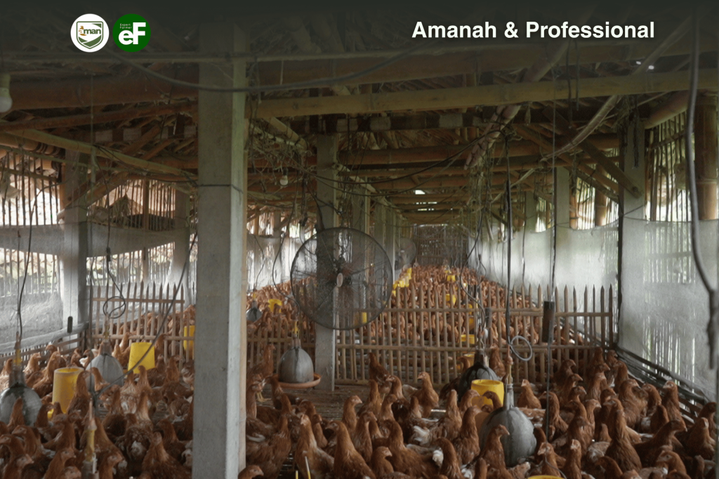 Waspada Cacar Ayam atau Pox pada Ayam Petelur