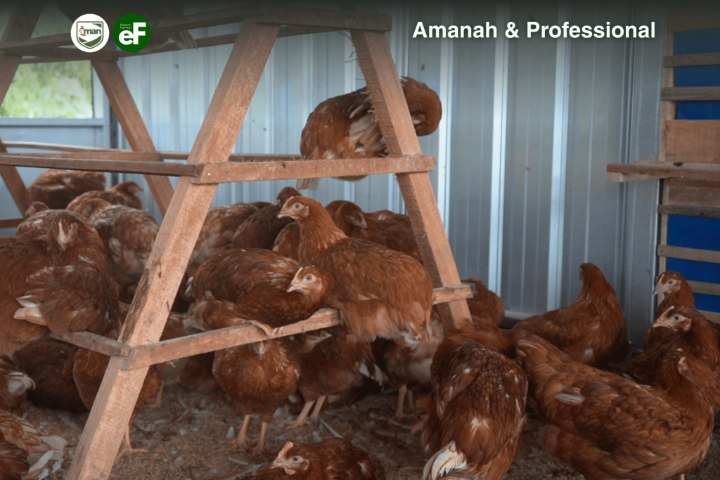 Waspada Pembullyan pada Ayam Ternakmu di Kandang