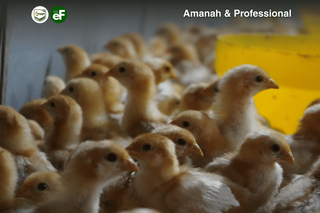 Fase Fase Yang Terjadi Pada Hidup Ayam Pullet