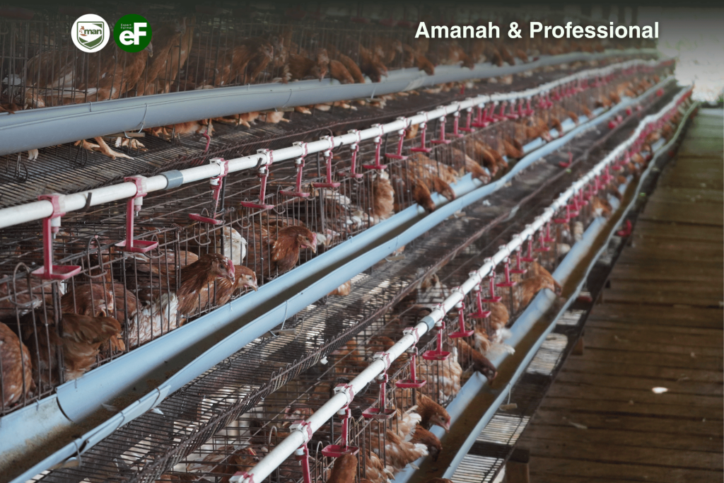 Cara Memilih Ayam Petelur yang Bagus Untuk Dipelihara