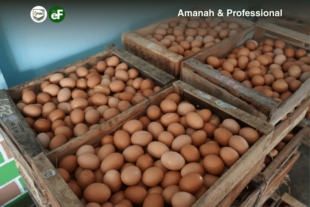 Masa Produktif Yang Dialami Oleh Ayam Petelur