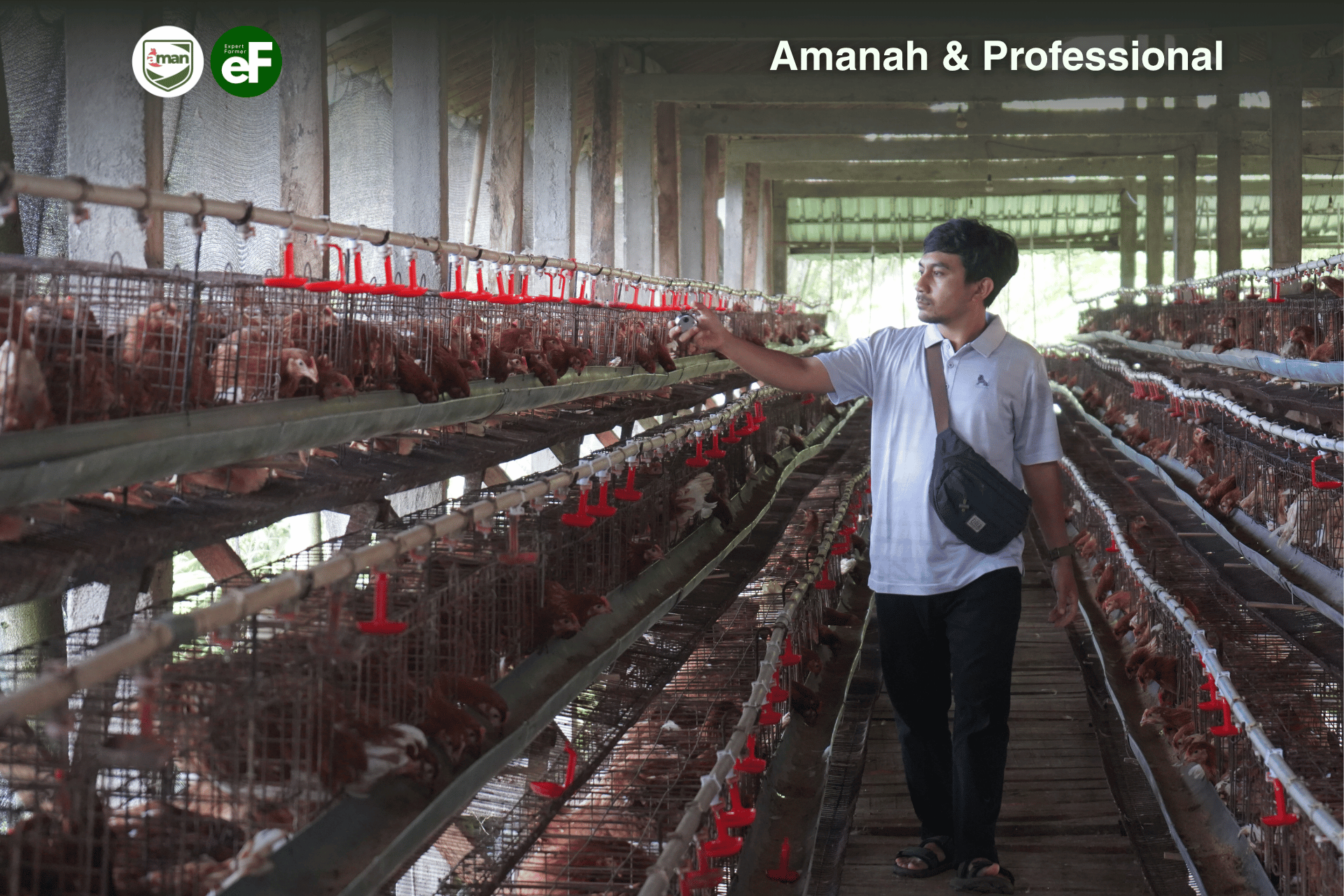 Tingkat Produktivitas Ayam Petelur yang Baik