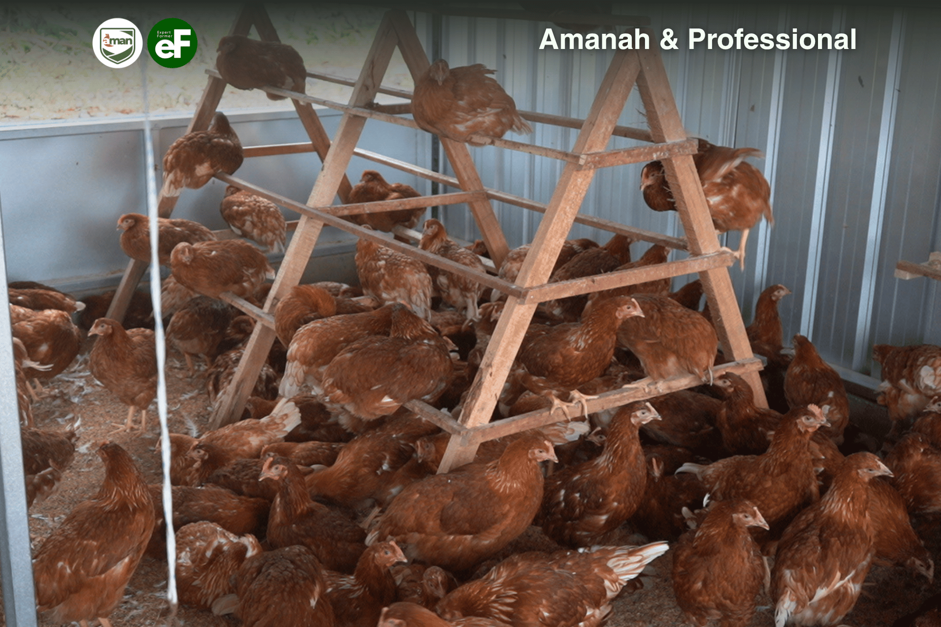 Apa Itu Pecking Order Pada Ayam Pullet