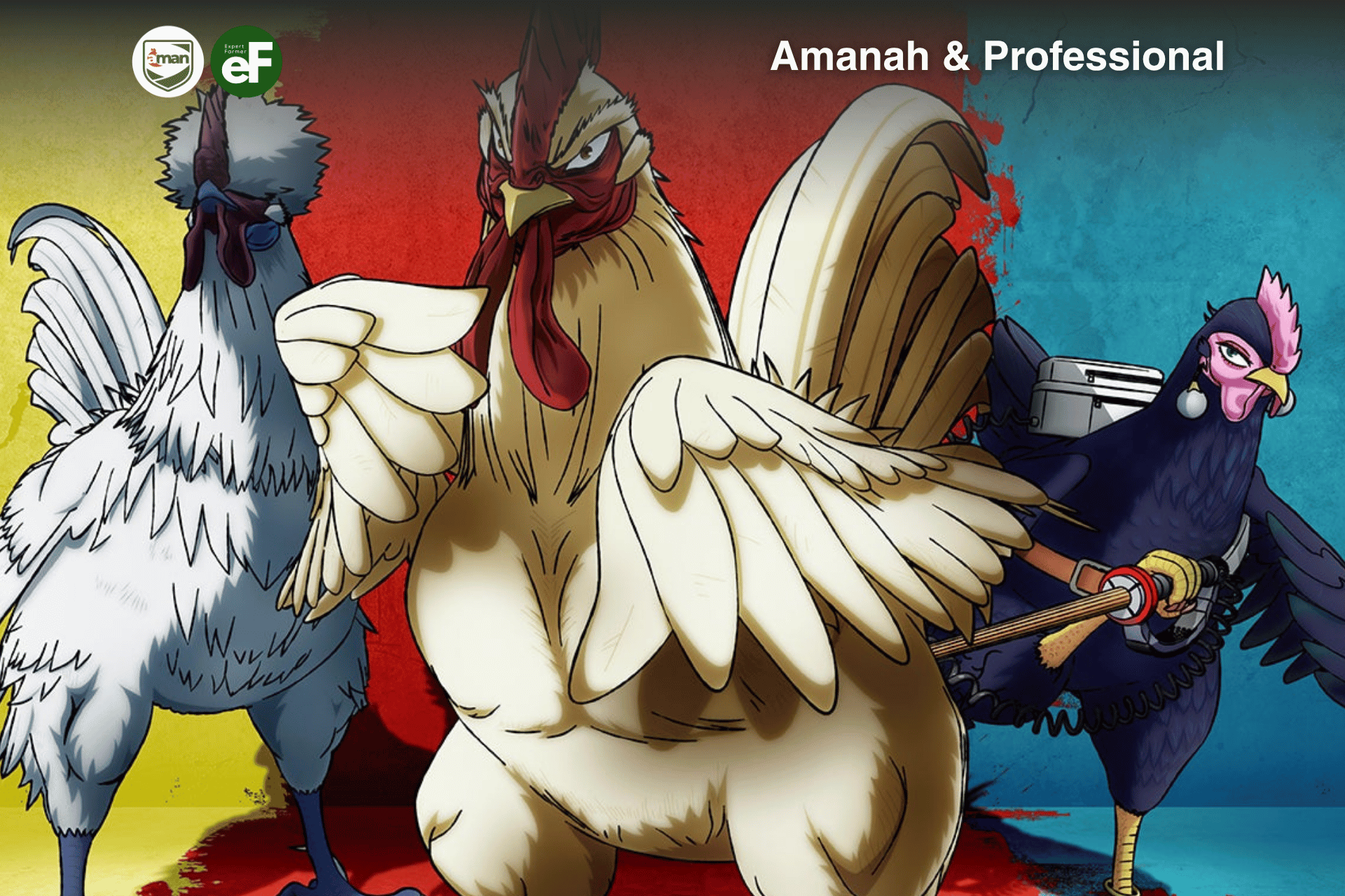 Rooster Fighter Menginspirasi Menjaga Kualitas Ayam Pullet