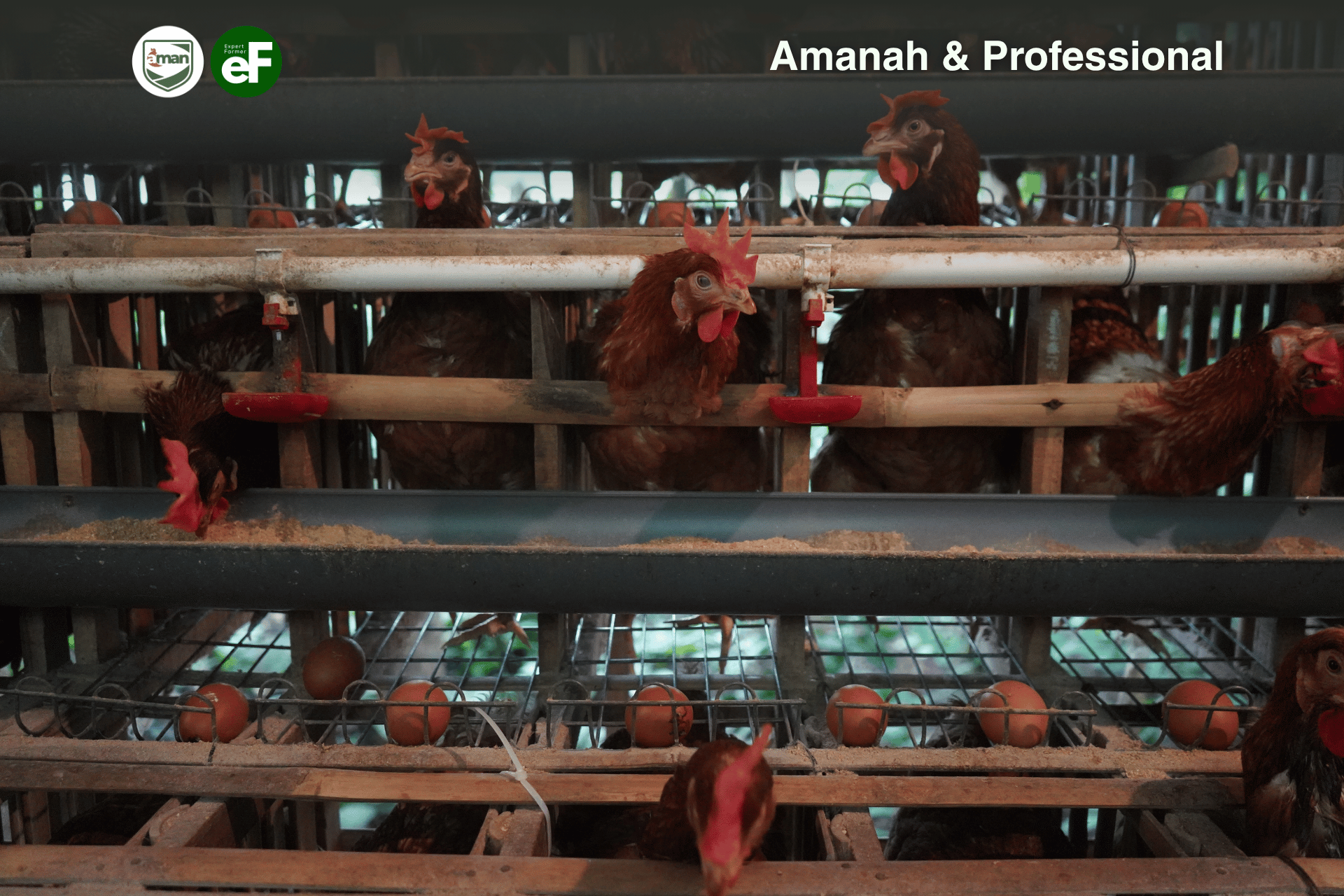 Kapan Waktunya Peremajaan pada Ayam Pullet
