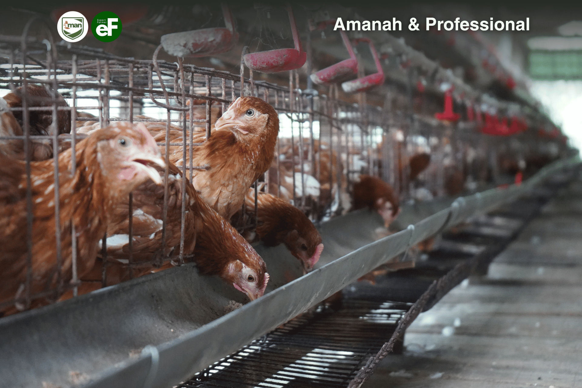 Lebih Baik Memelihara Satu Jenis Ayam Petelur atau Beberapa