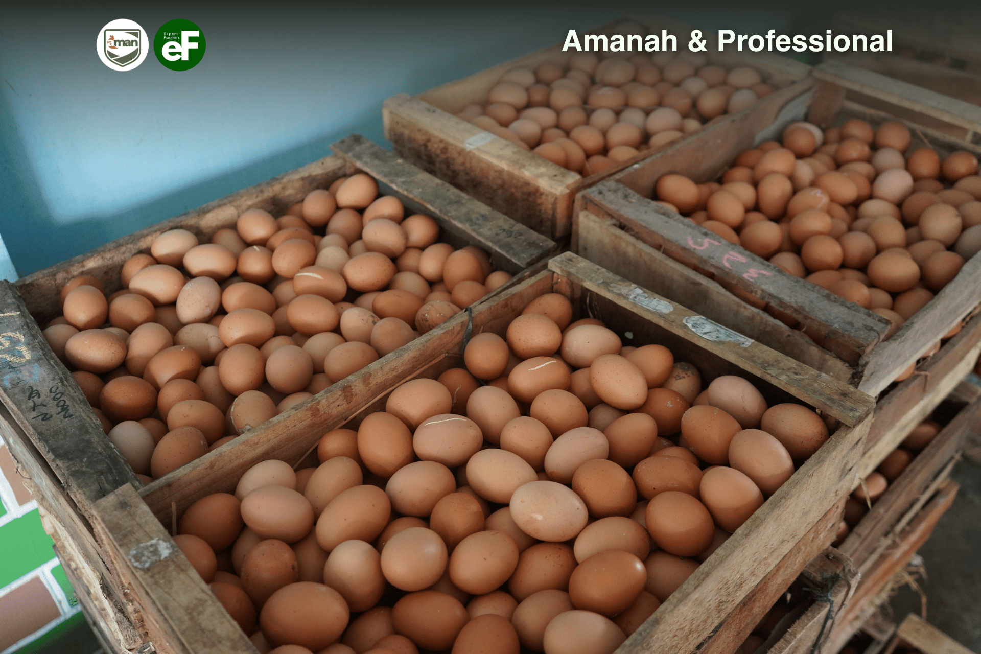 Lebih Baik Telur Ayam Putih atau Telur Ayam Coklat