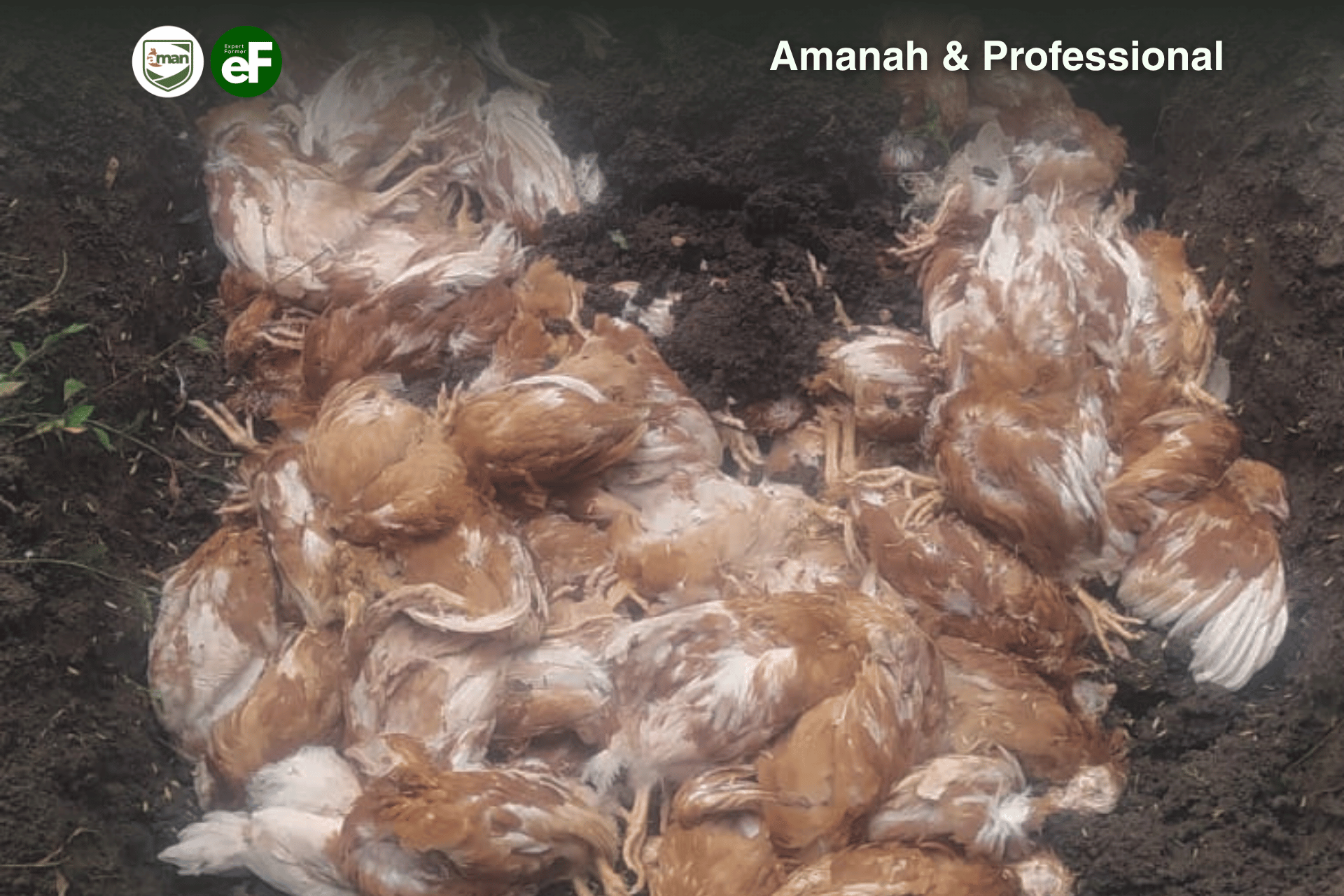 Waspada Wabah! Pentingnya Peletakan Bangkai Ayam