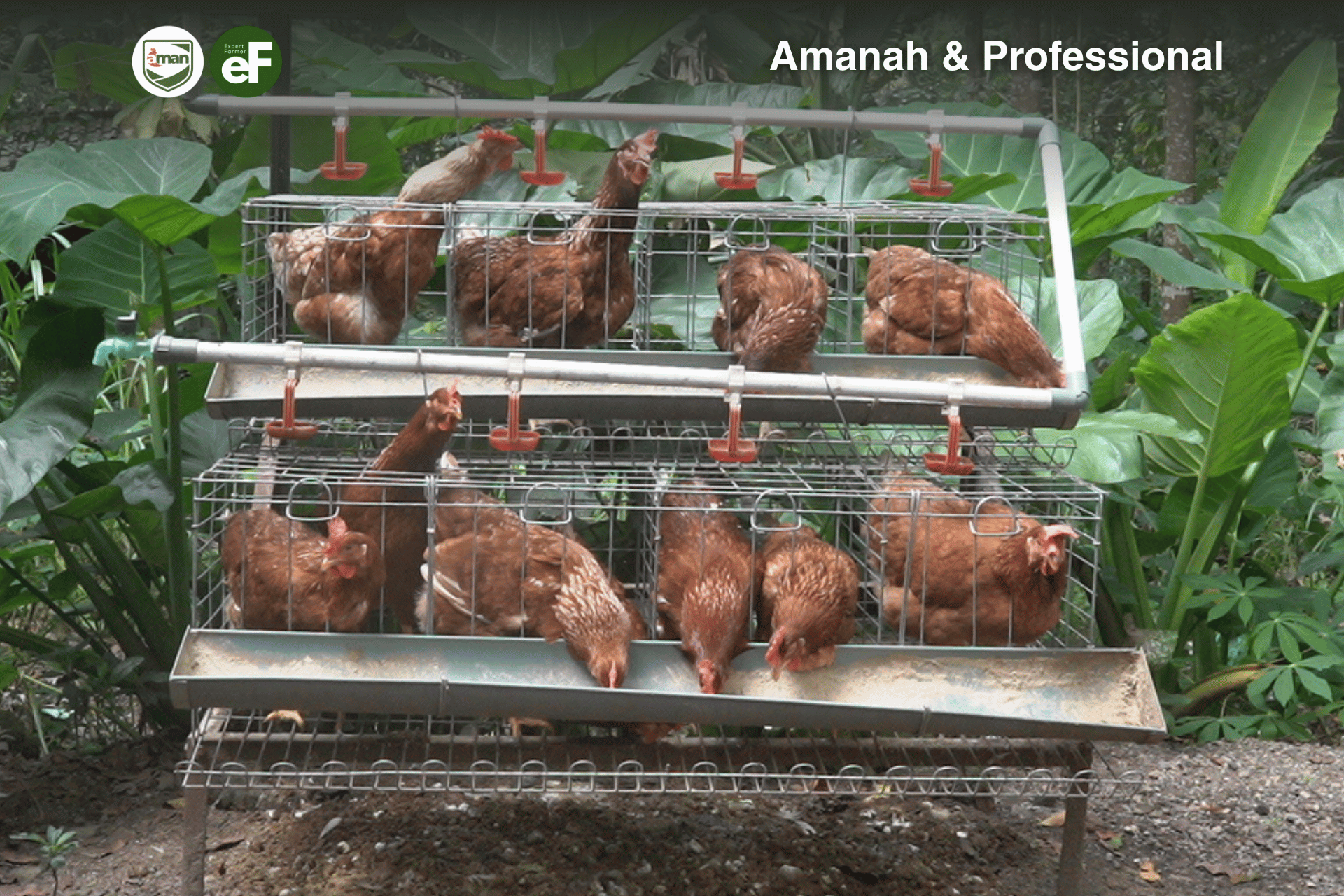 Apakah 24 Ayam Pullet Cukup Untuk Pangan Keluarga?